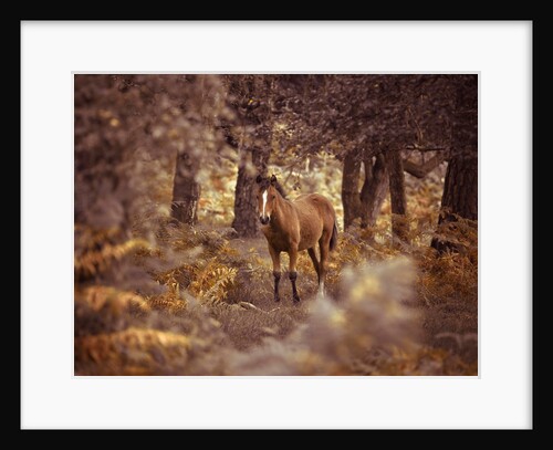Wild Horse, New Forest by Assaf Frank